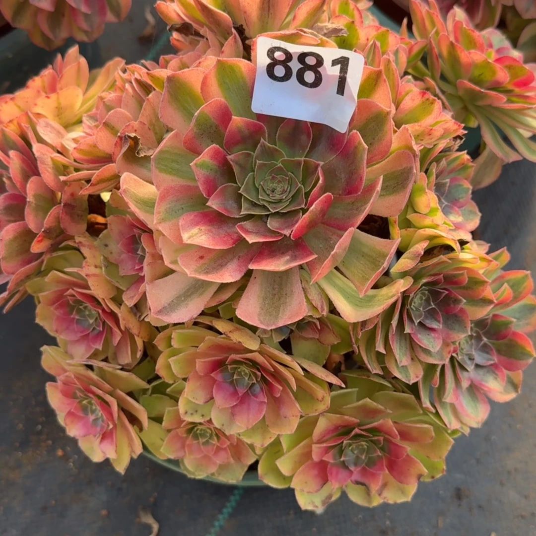 雨河多肉植物老庄881