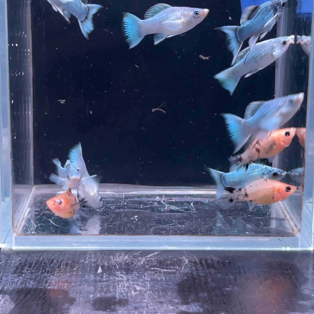 孔雀鱼玛丽全家福10条