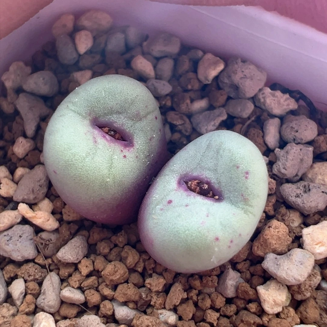 840。编号丢失红嘴 多肉