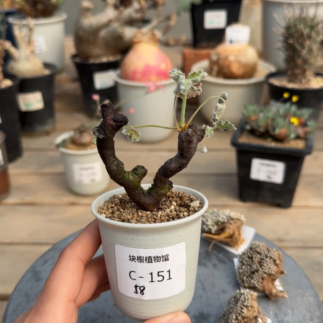 151枝干洋葵不带盆