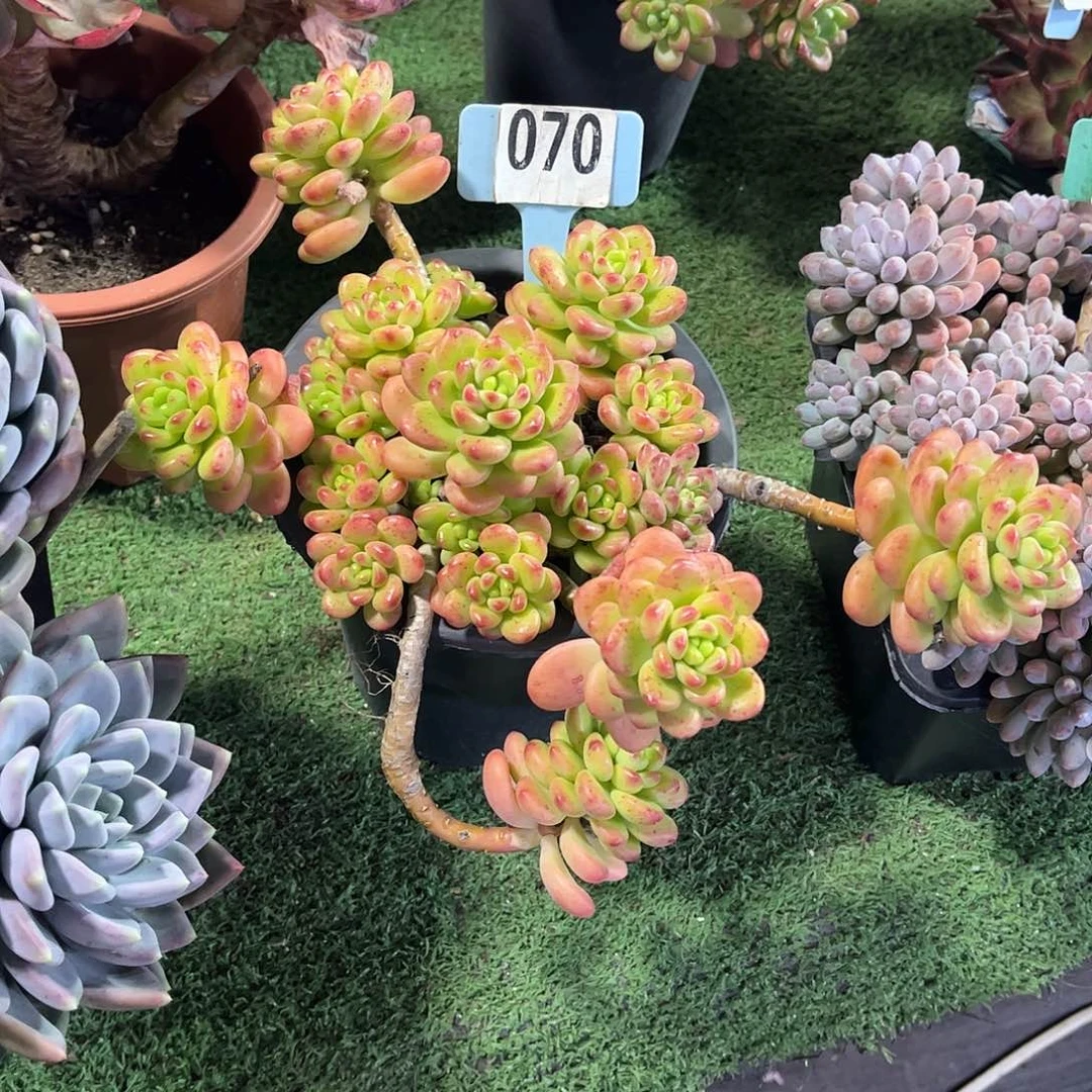 减***餐香格里拉多肉植物070