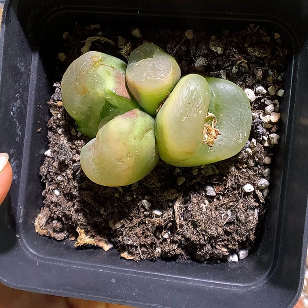 【闪购商品】1-24-33毛一颗特 25