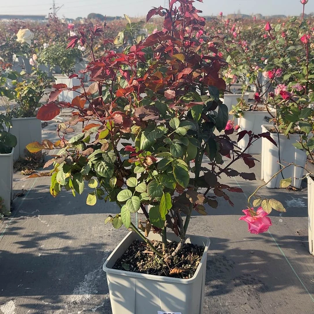 当前无花朵，栽培后可花朵559