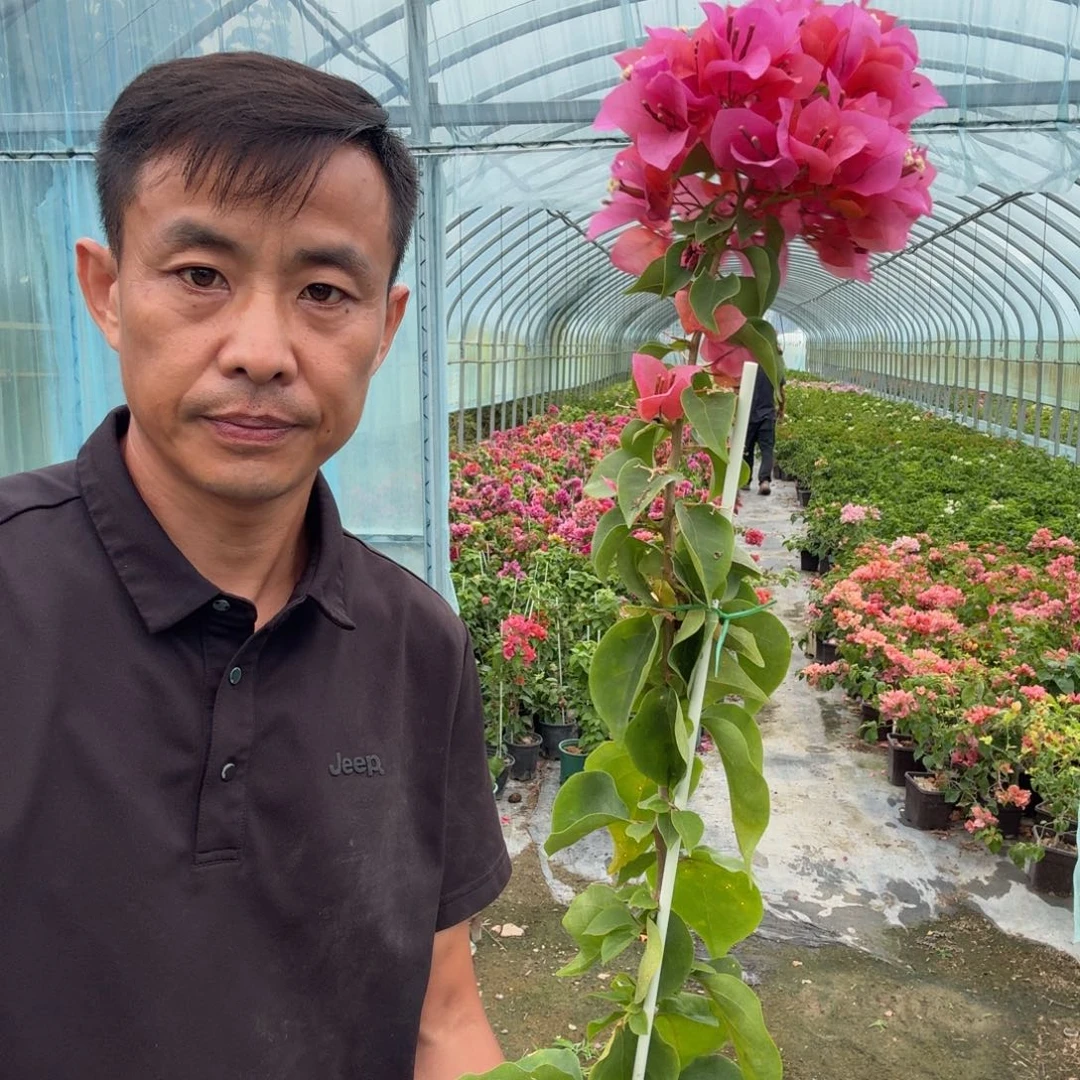 热带花束三角梅16.8