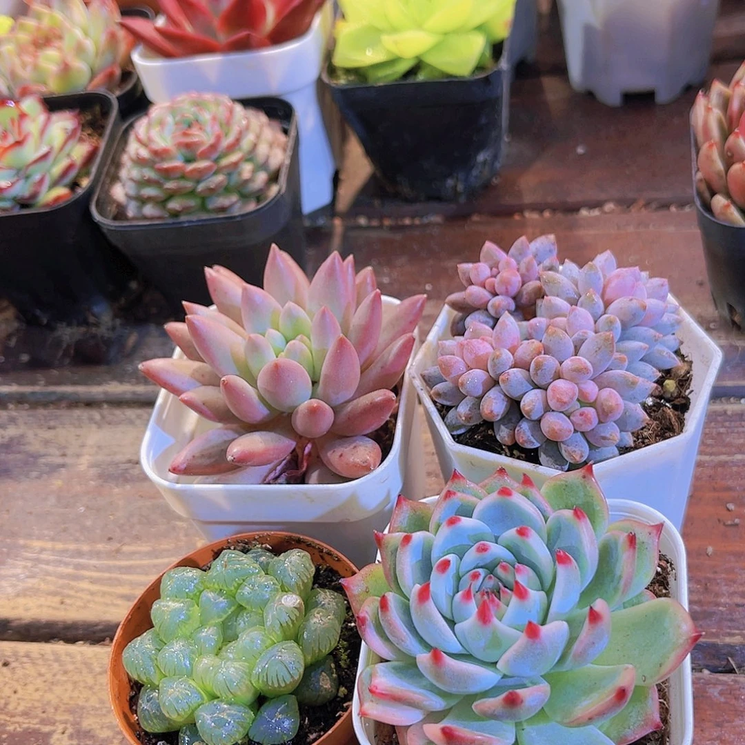 如图4盆11111111111111111111