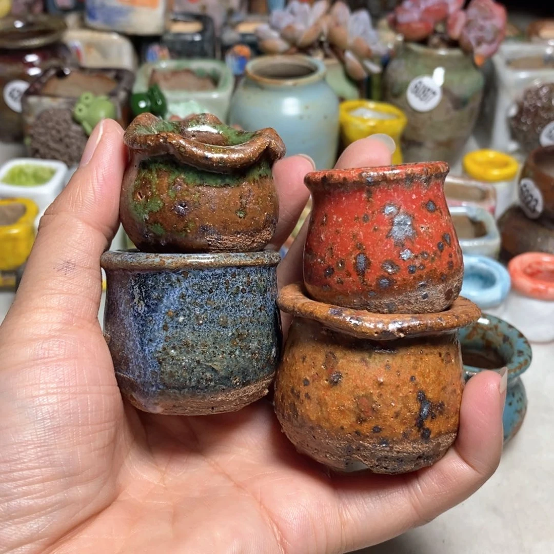 ?*己拍5送一个小礼物不含多肉