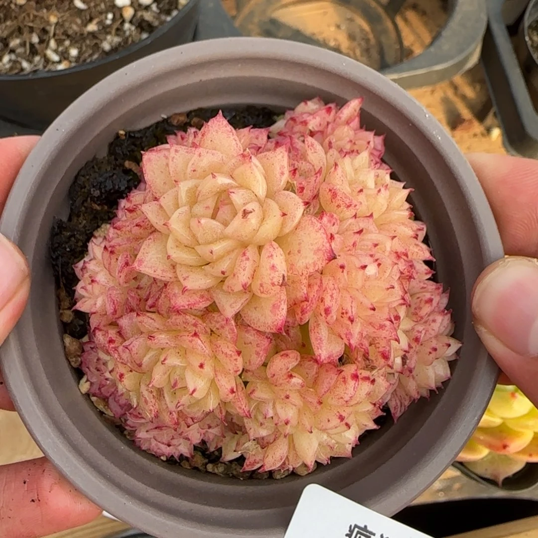 一物一拍香特麦秆群14109