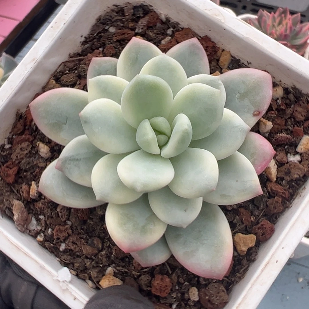拉丝雨锦（老香水）覆轮锦