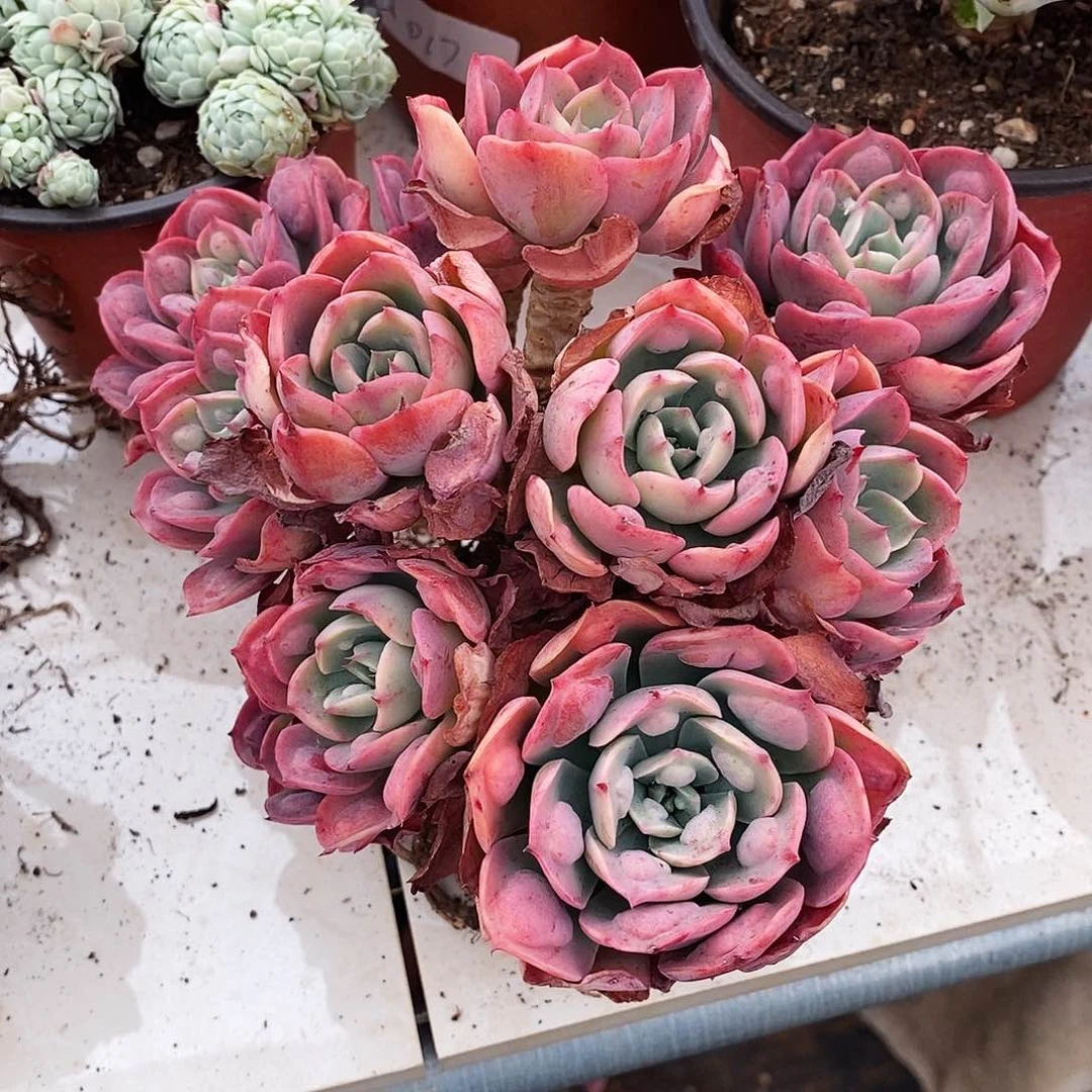 多肉植物非常福利雨滴22