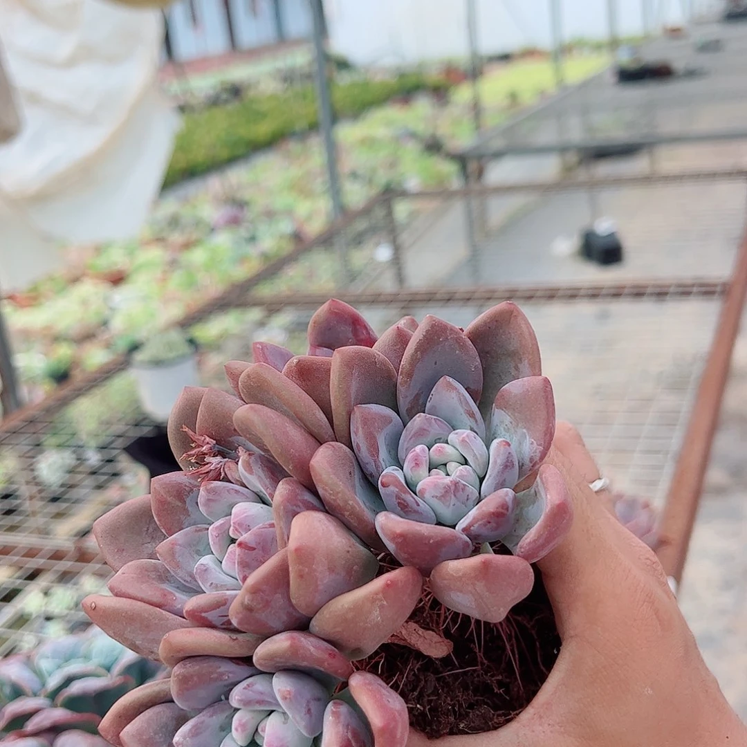 奥普琳娜 多头起发