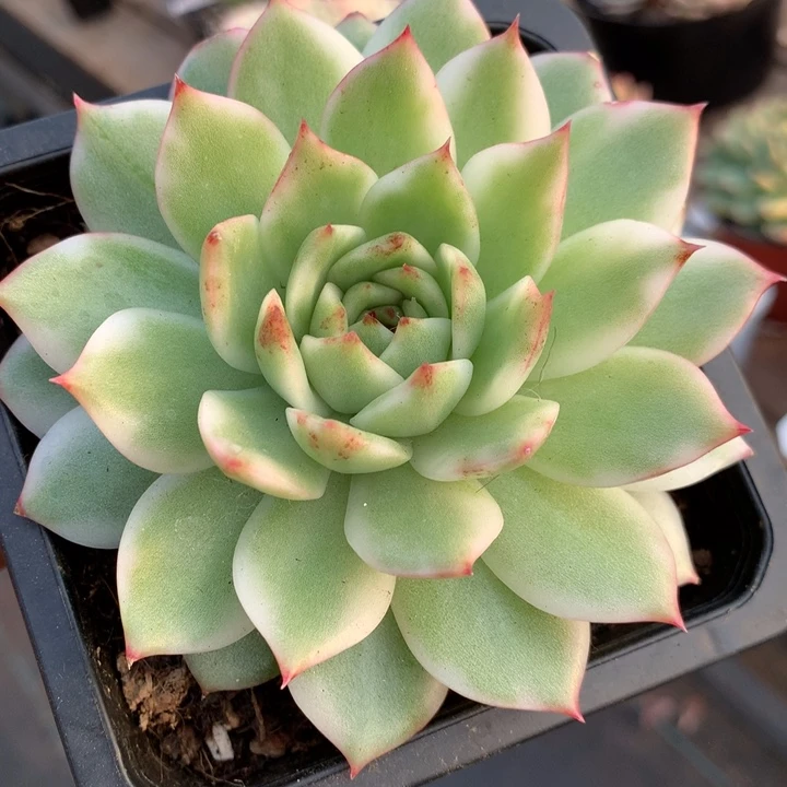 无花朵绿水晶锦多肉植物