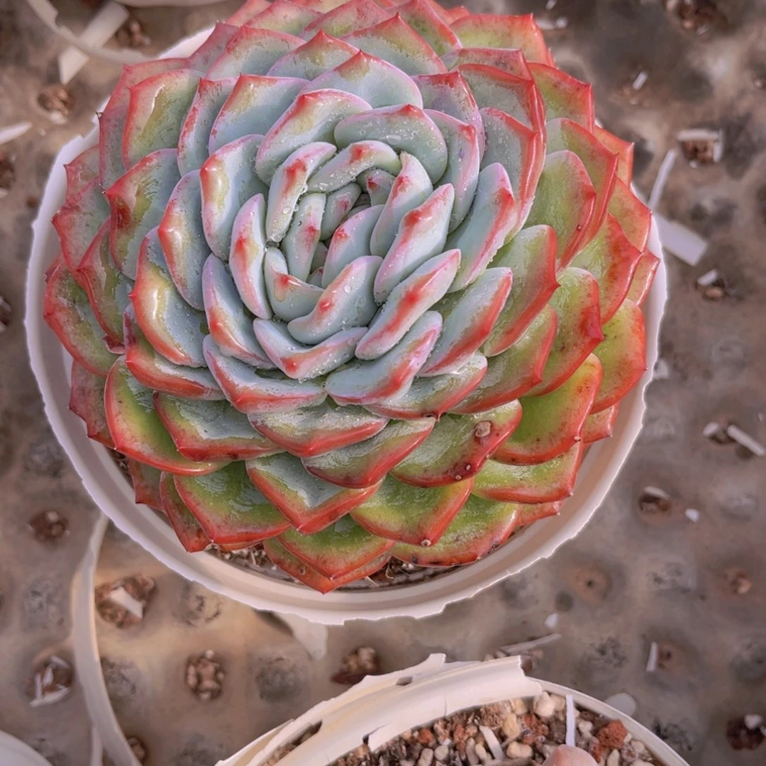 香提卡14公分899999999