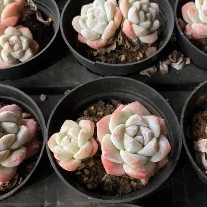 05。冰玉双头。福利多多