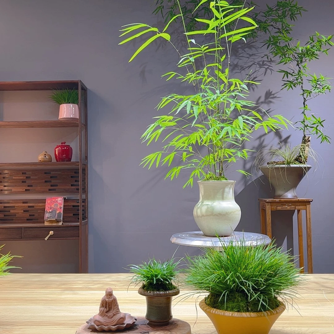 澄***澄无花朵老桩精品竹盆景作品