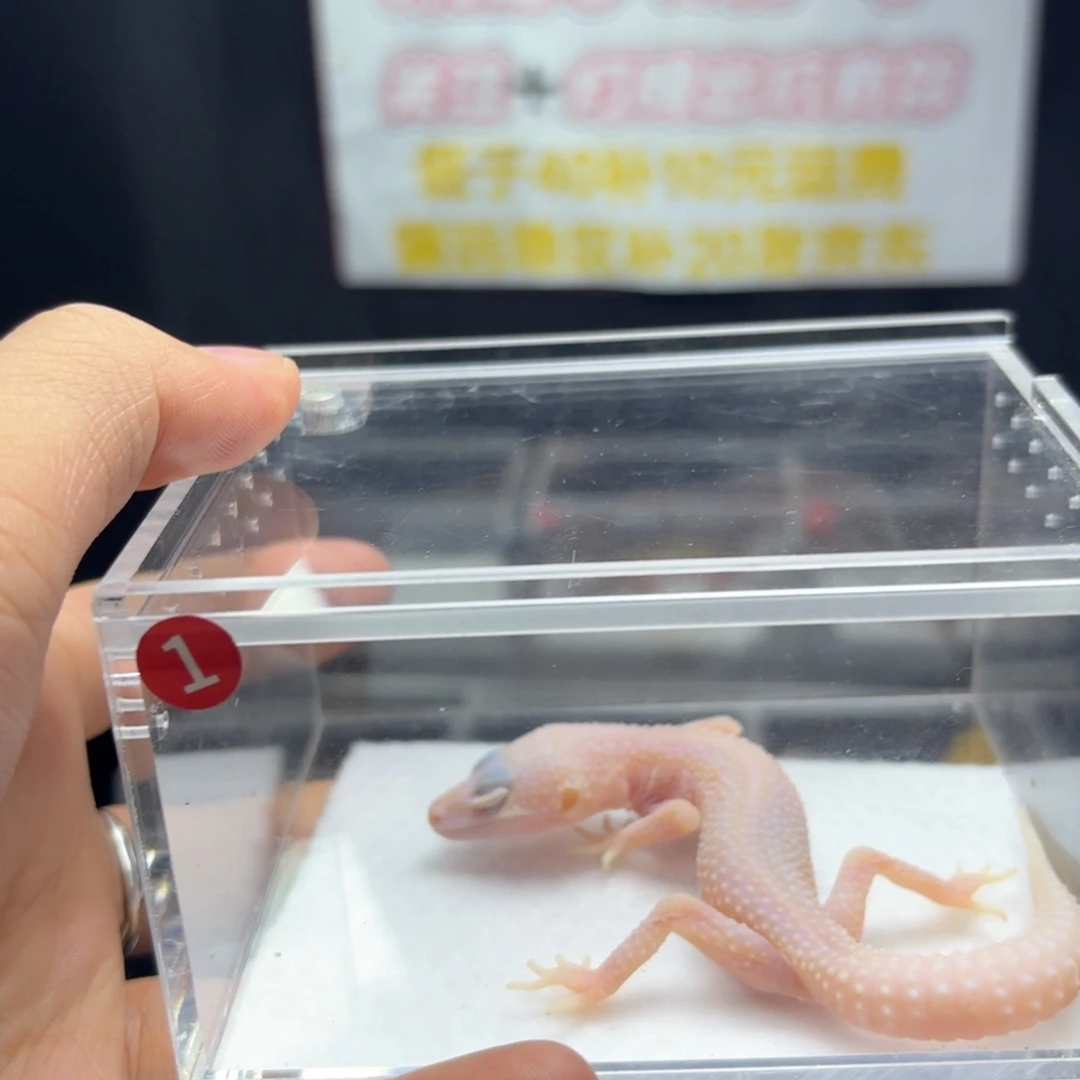 豹纹守宫恶魔白酒