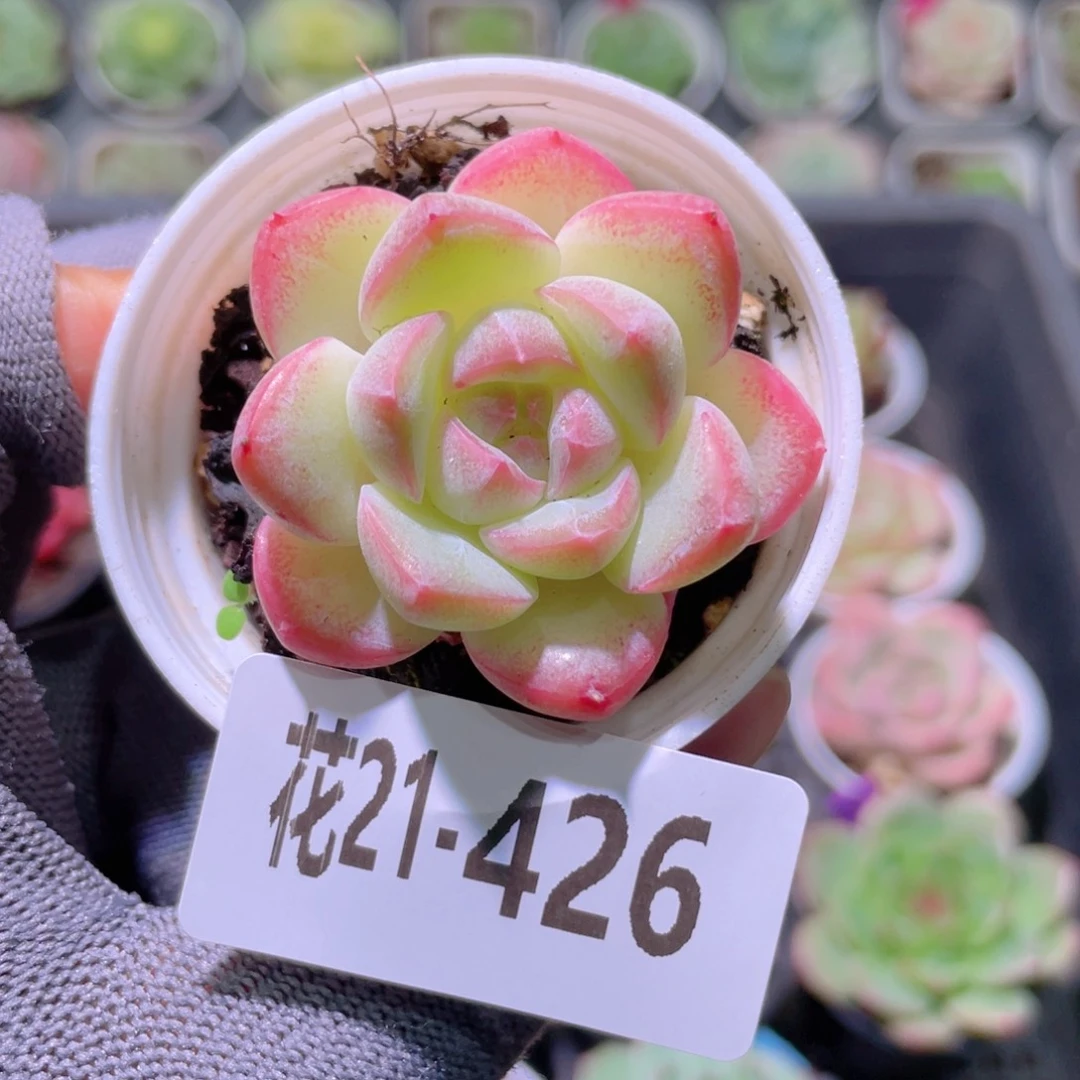 花利美21-426糖心新品