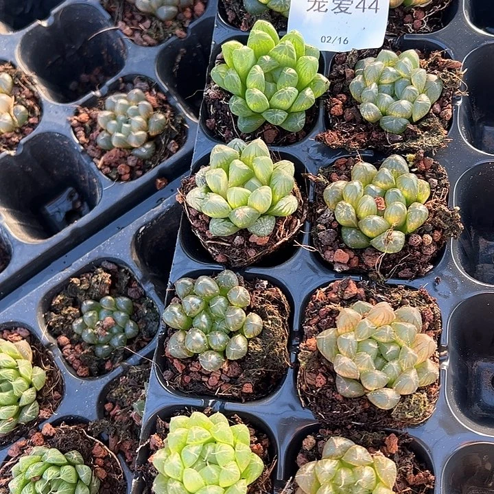 直播福利一物一拍44