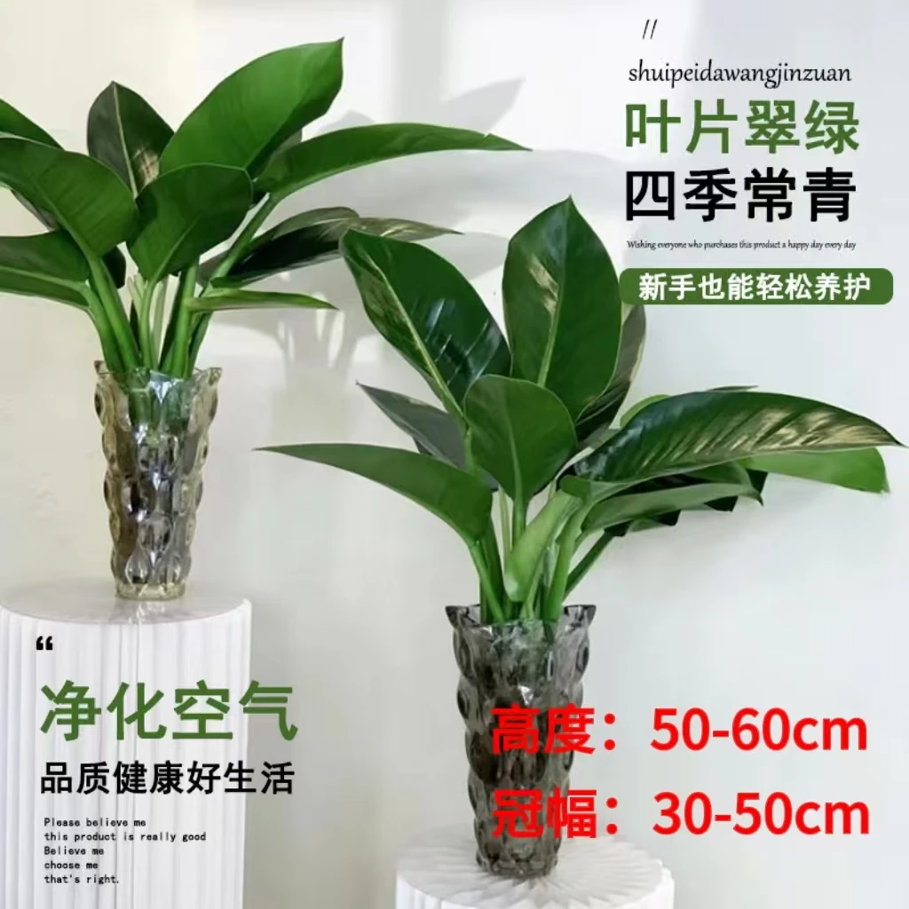 拍一发二大王金钻绿公主50-60cm高夏季好养护易活室内桌面不带盆