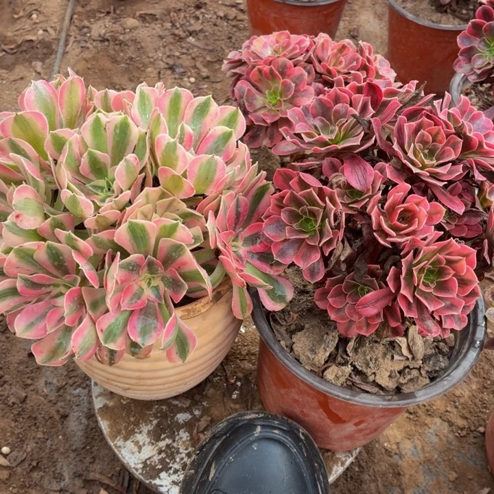 粉女巫美杜莎包邮福利