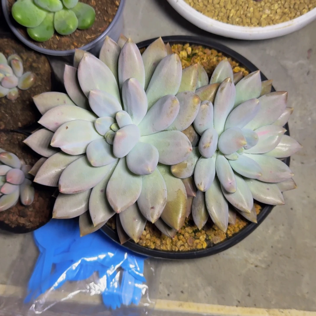 胖彩体 哥特 双头  一物一拍