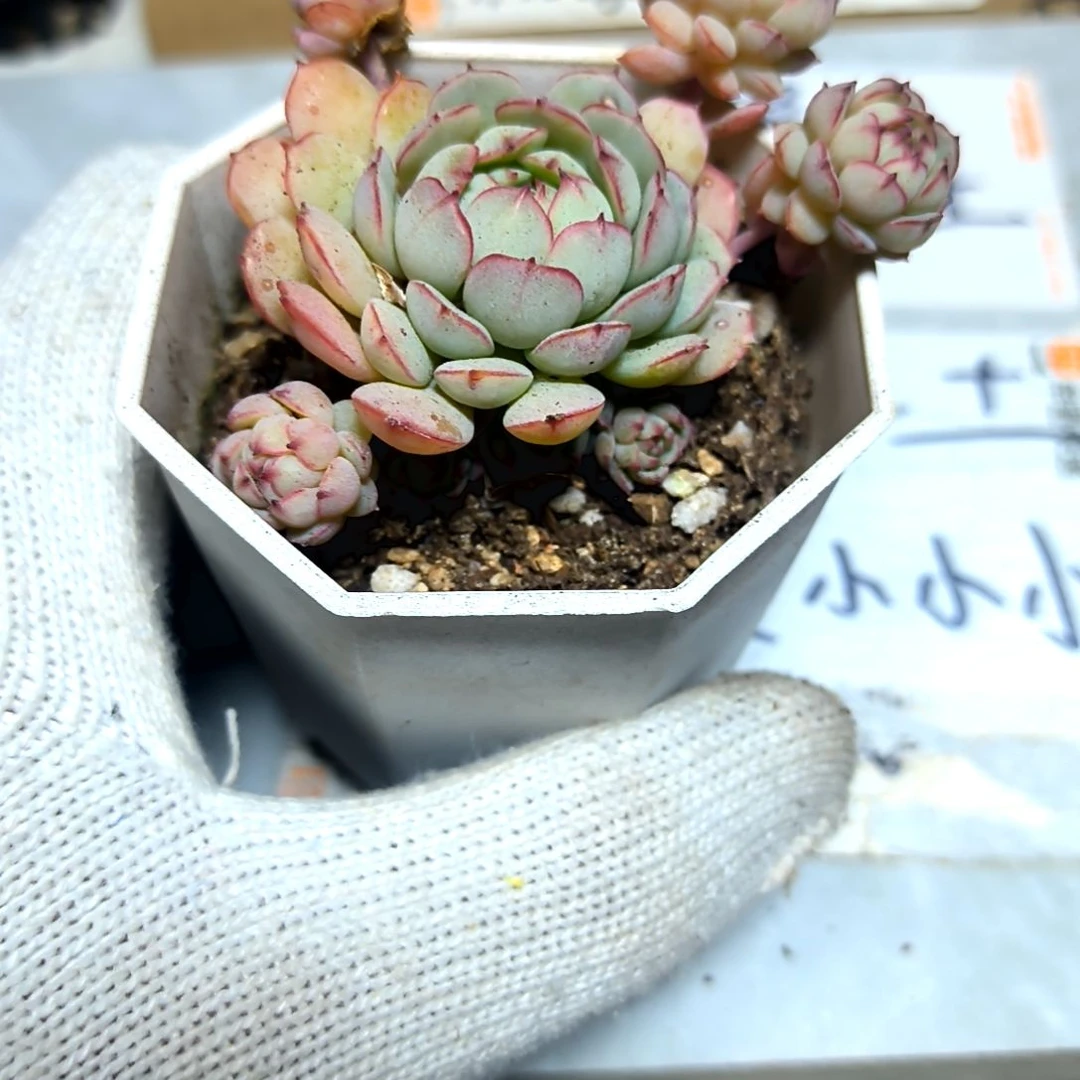 满6元包邮，小红船多头老苗八角盆