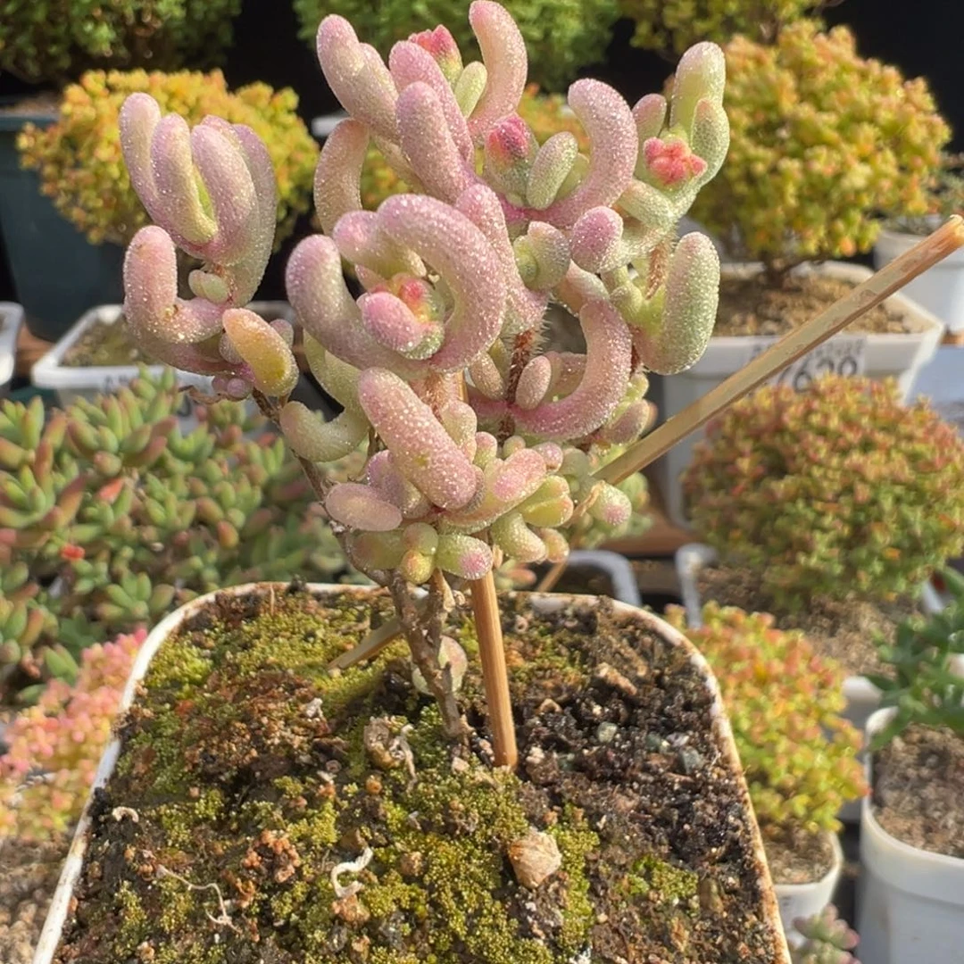 D7658紫闪光一物一拍