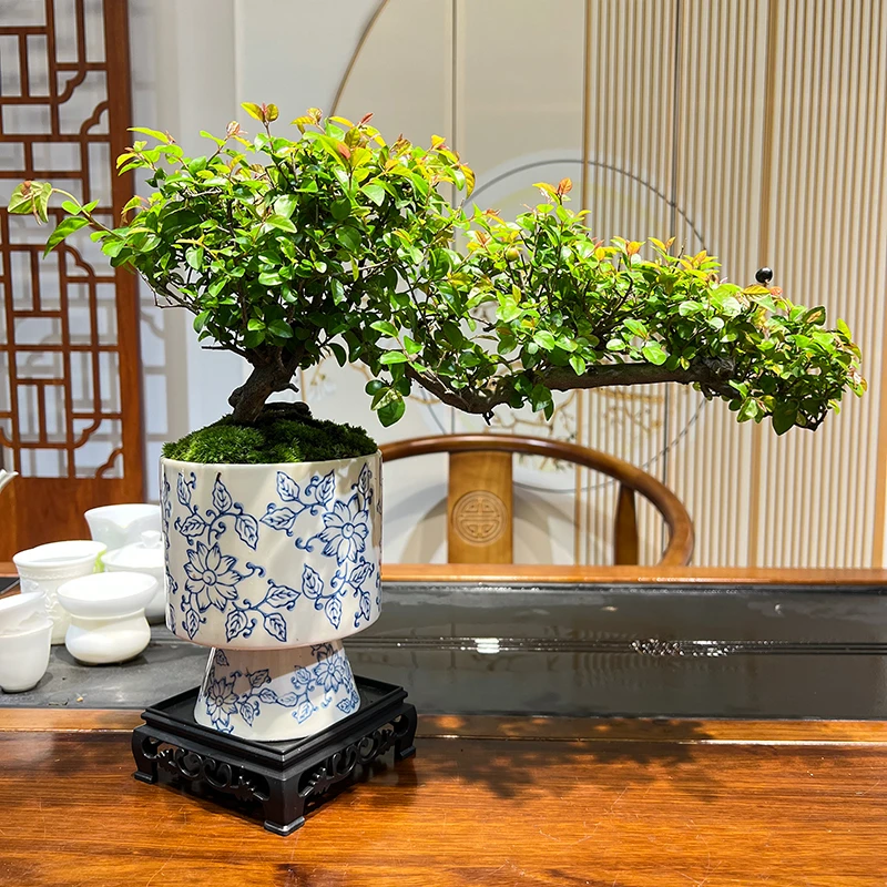 盆景七贤悬崖飘枝雀梅室内客厅玄关柜台绿植摆件