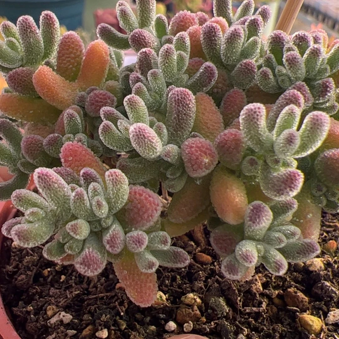 多肉植物枝干冰晶