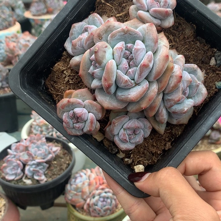 六头带分头石榴籽突米斯