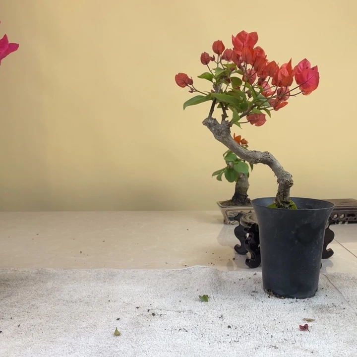 无花朵三角梅微盆景