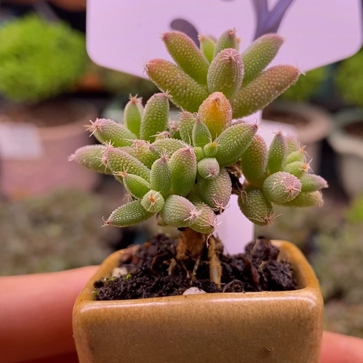 无花朵22实生玉米。