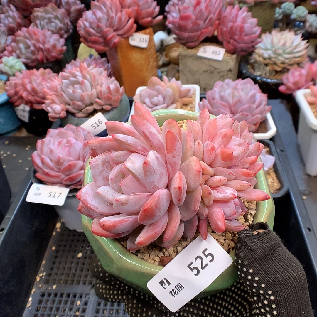 525梦露綴化多肉植物6666