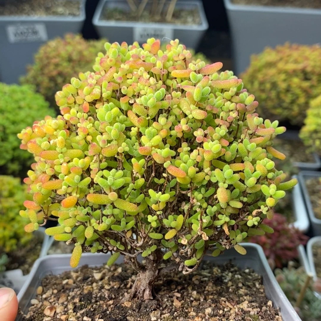 0357蜜橘糖球 。