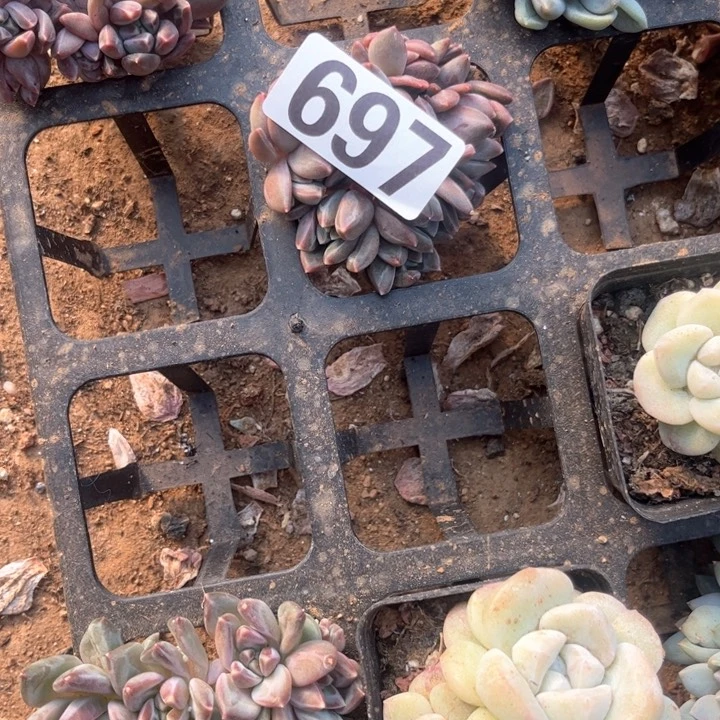 蕾多肉植物一物一拍