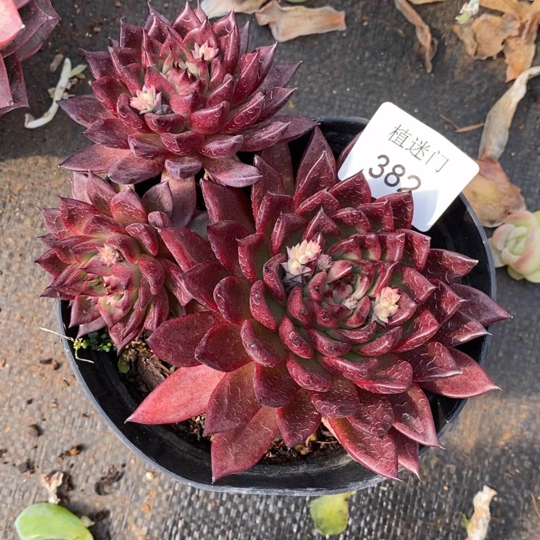 N****G杂交精品多肉382