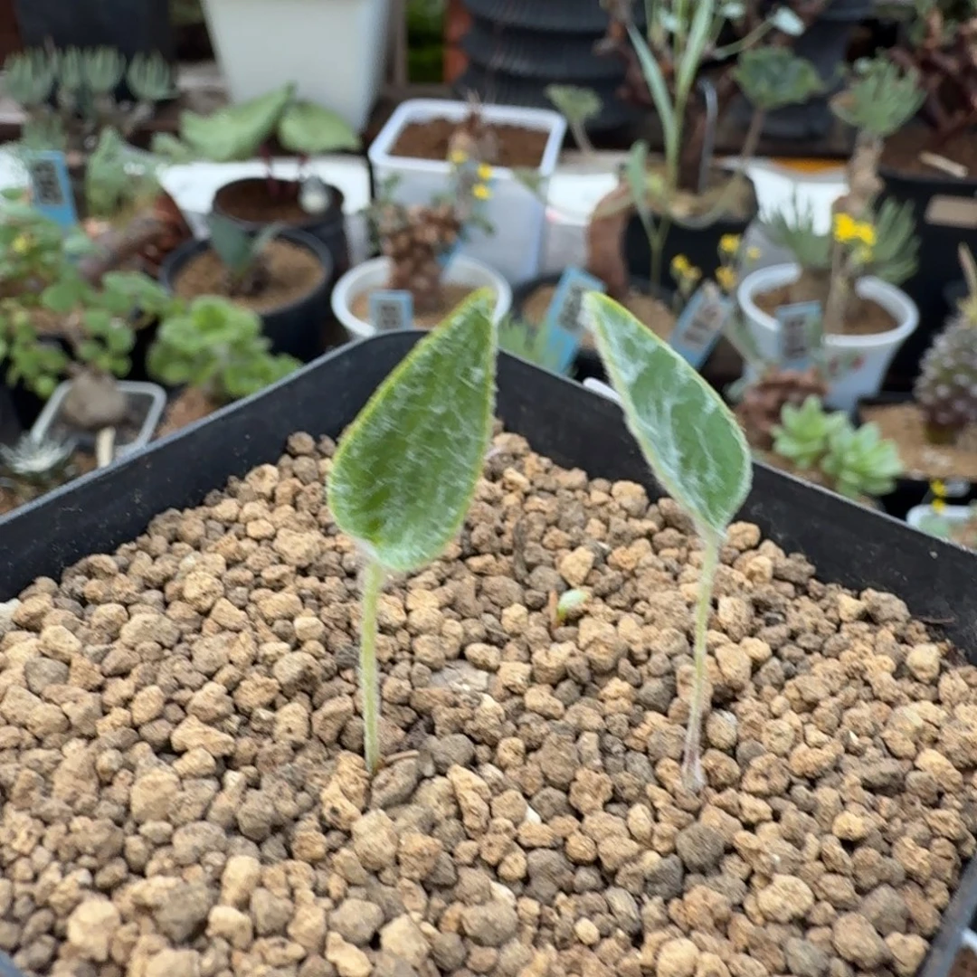 棉花糖雾冰玉875 仙人球