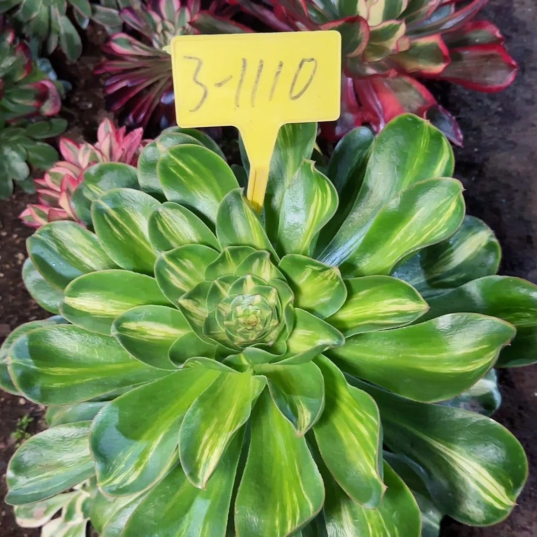 3-1110++-多头多肉植物