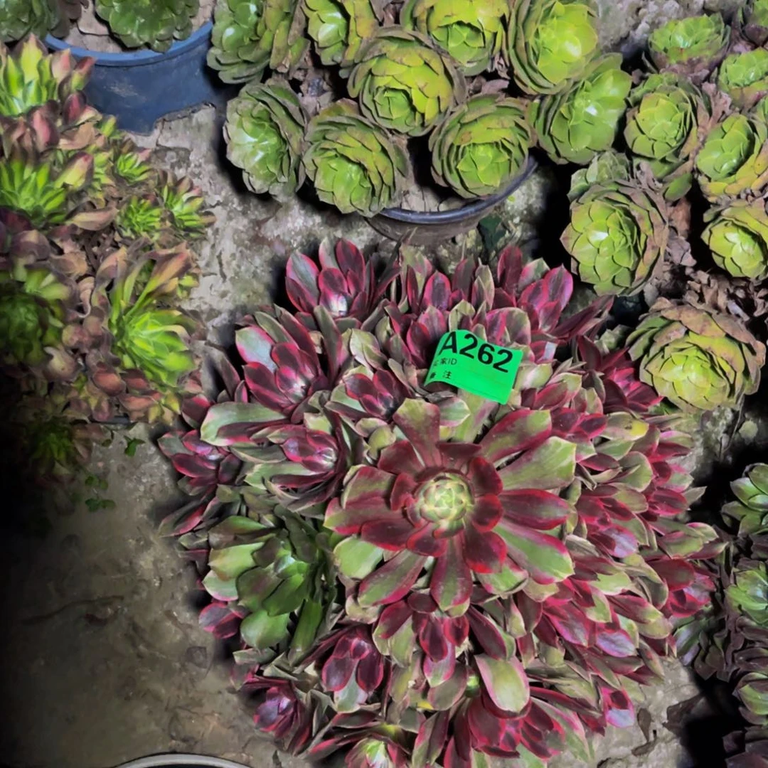 浣纱法师朵朵5-46