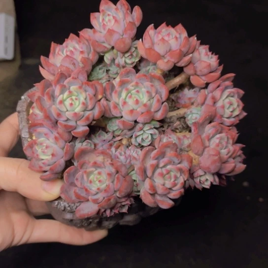 全状态手捧娜娜小勾