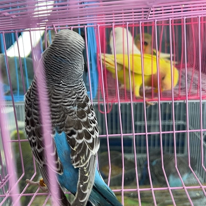 桃脸牡丹鹦鹉来咯我小心翼翼