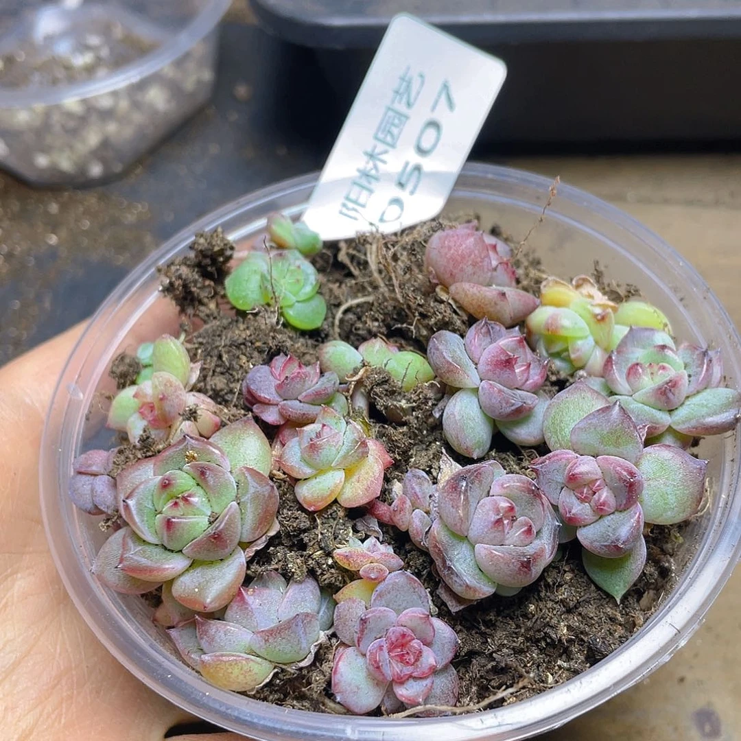 多肉植物多肉植物507