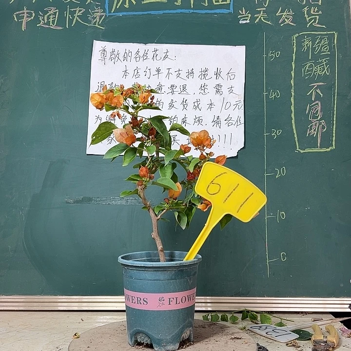 全部花苞落日 611