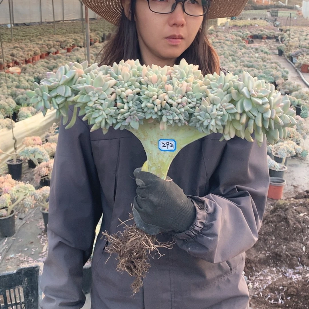 292 淡雪缀 一物一拍！