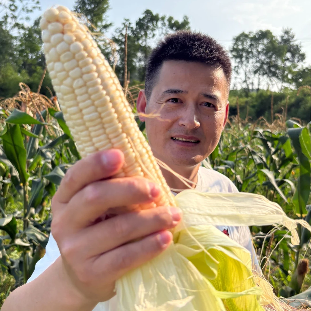 【助农 白糯玉米】黄山 奕棋镇 无农药 新鲜白糯玉米4.5-5斤