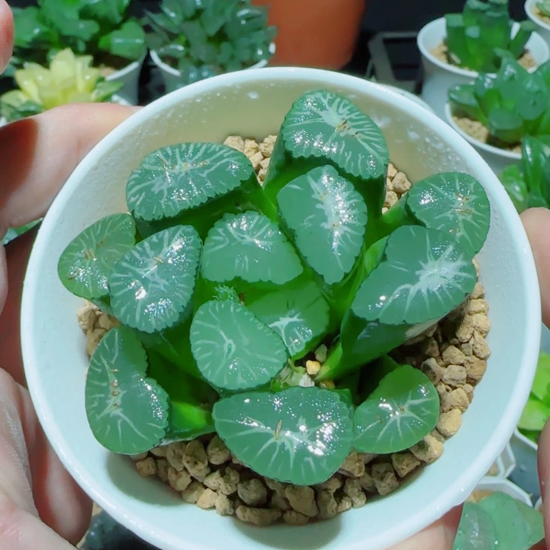 雪国大万象多肉植物