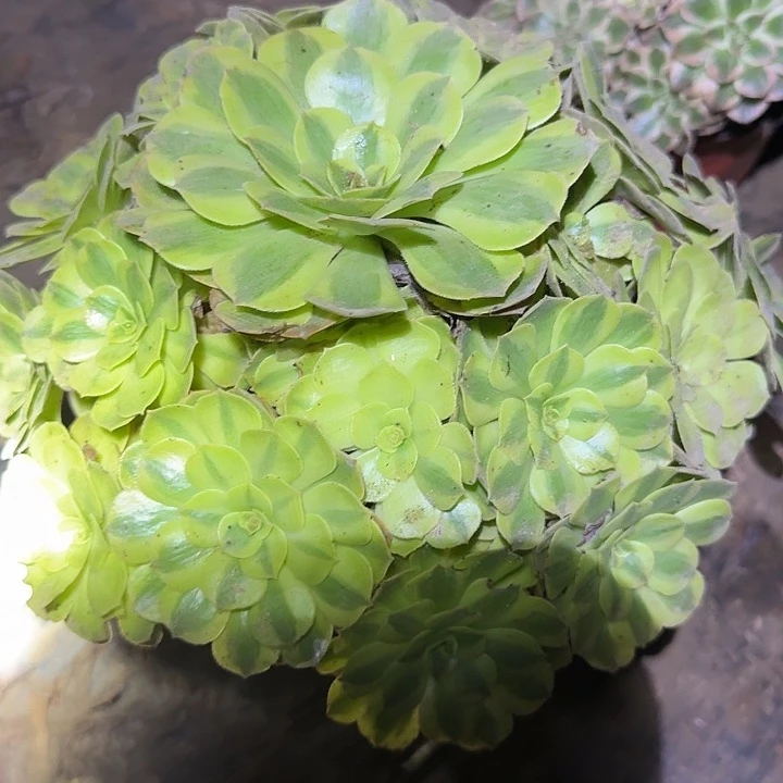 精品雨荷老桩亏本福利