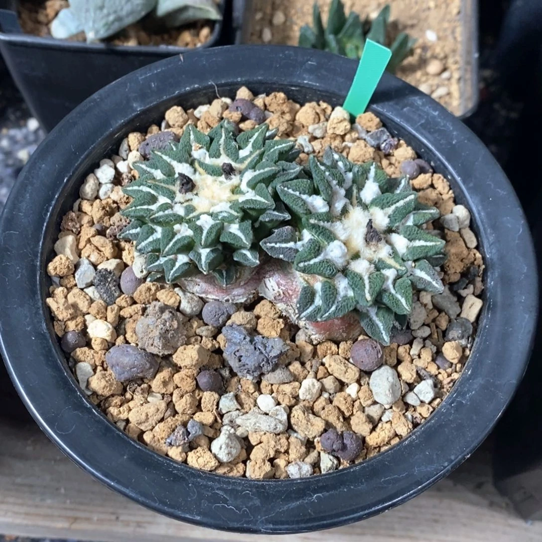 无花朵波自根双头黑牡丹