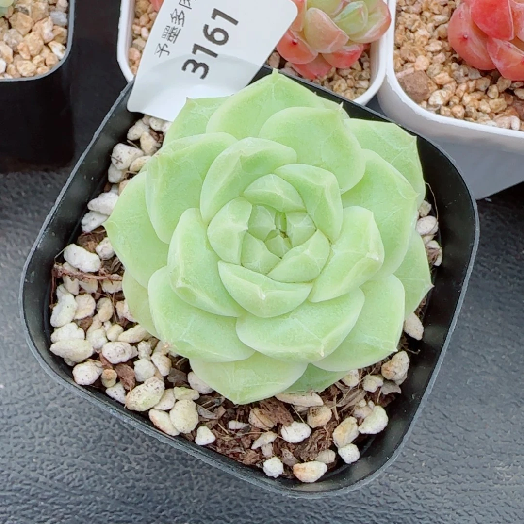 新品，梨花白3161多肉植物