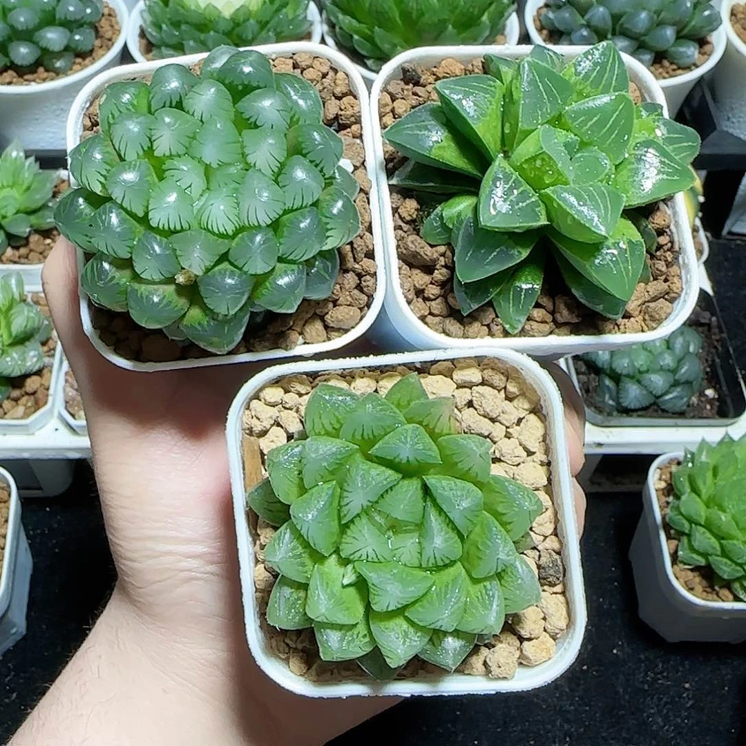 三颗新人福利原盆原土