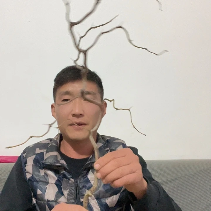 无花朵龙须一物一拍树苗